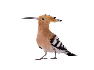 Eurasian Hoopoe (Upupa epops) isolated