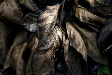 Dried tree leaves