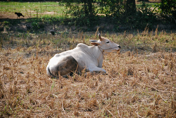 Obraz na płótnie Canvas White cow lying on field. Thailand, Cambodia.