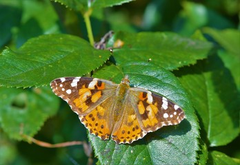 Butterfly on a leaf  (Vanessa cardui).