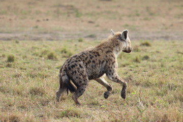 Naklejka na ściany i meble Spotted hyena jumping, Masai Mara National Park, Kenya.