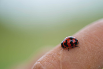 ladybug on finger