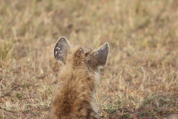 Spotted hyena ears with scars, Masai Mara National Park, Kenya.