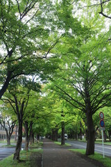 Fototapeta premium 緑のトンネル