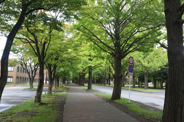 Obraz premium 緑のトンネル