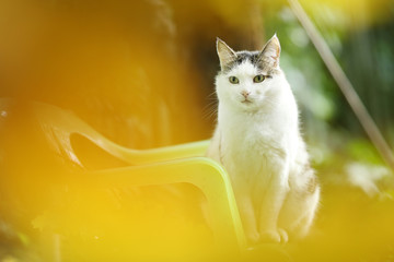tom country male cat sitting on green garden background