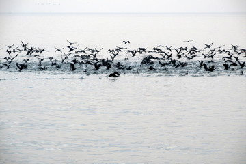 flock of birds on the lake