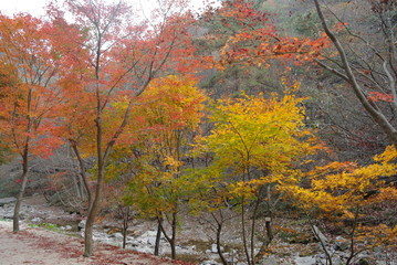 Fototapeta na wymiar 아름다운 가을 단풍잎과 단풍나무 풍경