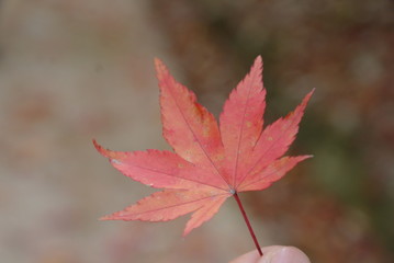 아름다운 가을 단풍잎과 단풍나무 풍경