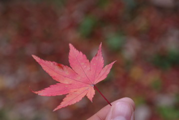 아름다운 가을 단풍잎과 단풍나무 풍경