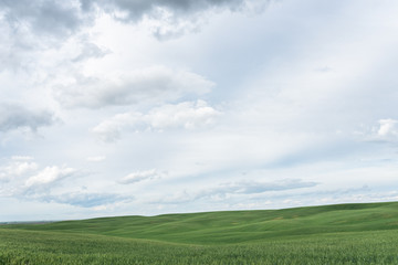 Fototapeta na wymiar Washington Wheat Fields