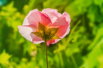 Rose pink flower against sunset light feeling lonely.