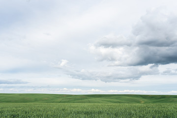 Wheat Field and Storm Clouds