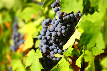 Grape cluster with blue dark berries hanging and ripening on a bush with leaves.