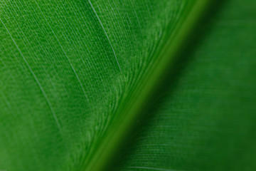  Leaf vein
