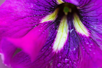 A macro image of a violet petunia flower .