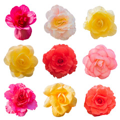 Begonia Tuberhybrida flowers, isolated on white background.