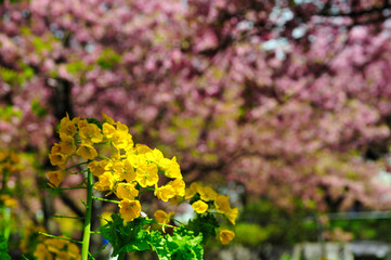 菜の花　桜　