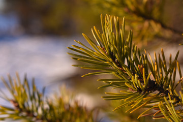 Pine needles during sunset in winter time.