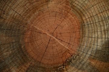 cross section of tree trunk