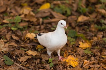 White Pigeon on the Dry Leaves