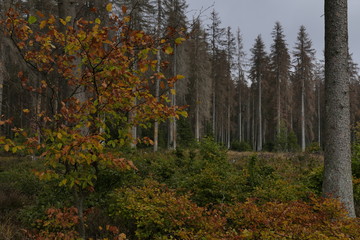 Waldsterben im Harz