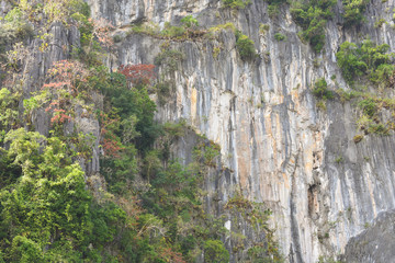 Plants attached to the rock formations.