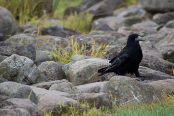 Crow on the rocks
