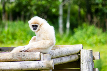 Obraz premium White Monkey