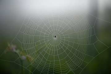 close-up of a spider's web	