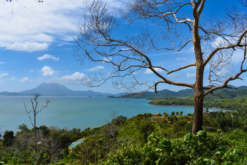 Leafless tree on a forest with the sea and mountains in the background. El Nido, Palawan, Philippines.