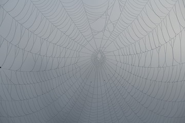 close-up of a spider's web	