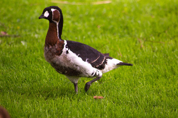 duck on grass