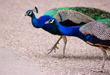 Obraz premium peacock with feathers