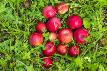 beautiful juicy red apples lie in the green grass of the garden a rich harvest