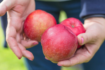 woman shows three beautiful red apples in her hands
