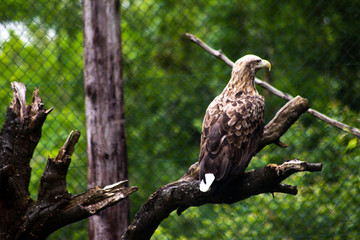eagle on tree