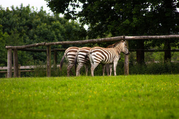 3 Zebra's Together