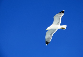 seagull in flight