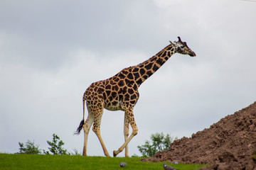 giraffe 