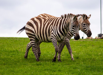 Fototapeta na wymiar zebras in grass