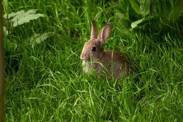rabbit in the grass