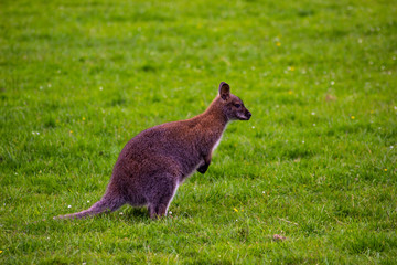 kangaroo in grass