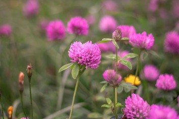 medicinal herb red clover growing in nature