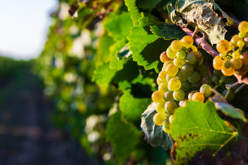 Close up vineyard and grapes at sunset in autumn harvest. Harvesting time or winemaking concept