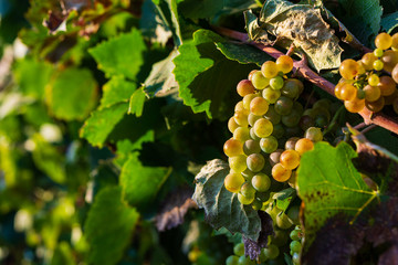 Close up vineyard and grapes at sunset in autumn harvest. Harvesting time or winemaking concept
