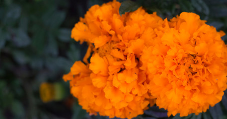 bright orange flowers marigolds growing in the garden with a copy of the space