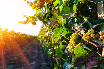 Vineyard at sunset with sun rays in autumn harvest. Harvesting time or winemaking concept