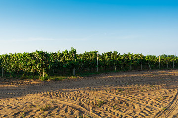 Vineyard at sunset in autumn harvest. Harvesting time or winemaking concept