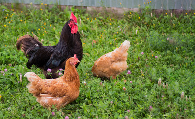 beautiful black cock walks with two red chickens on a green lawn